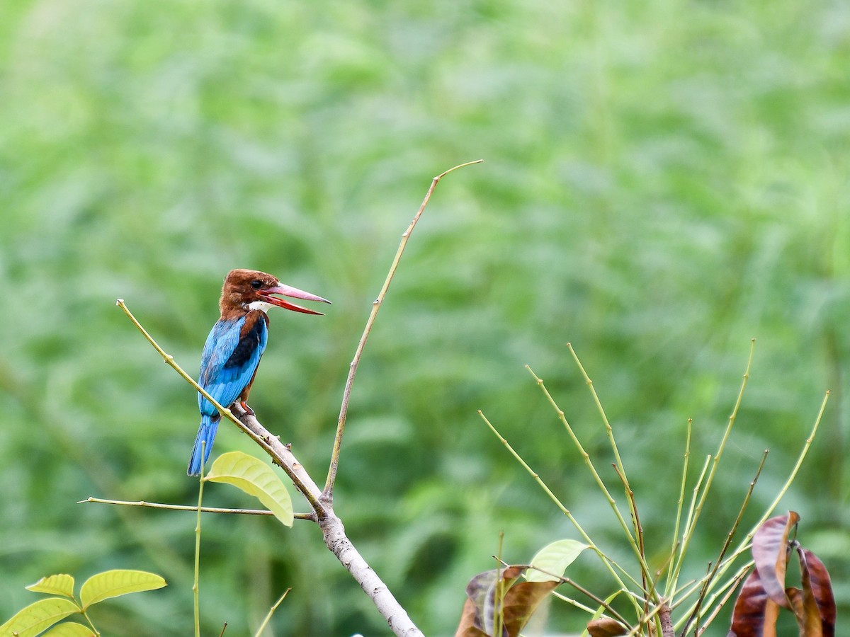 White-throated Kingfisher - ML641165705