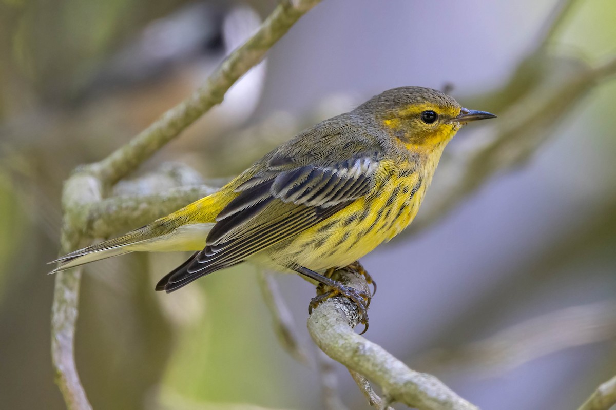 Cape May Warbler - ML641165707
