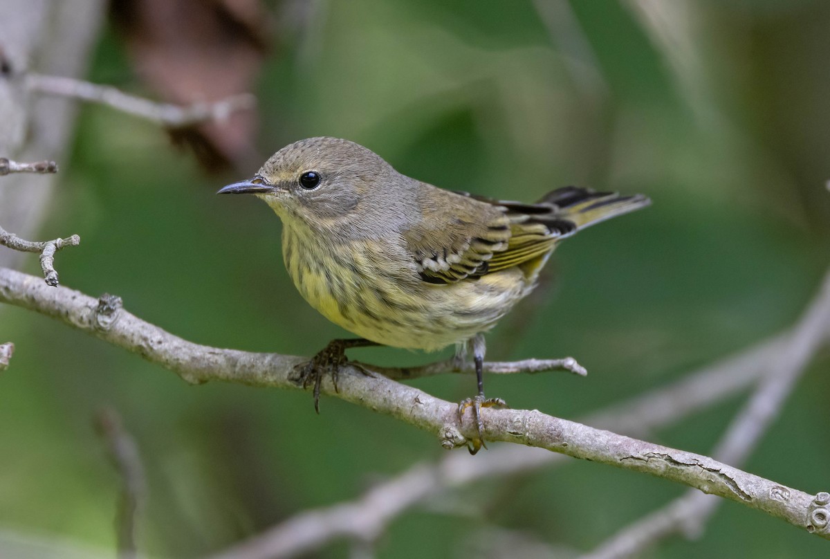 Cape May Warbler - ML641165708