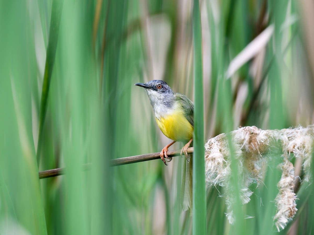 Yellow-bellied Prinia - ML641165710