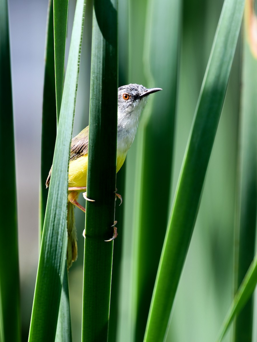Yellow-bellied Prinia - ML641165711