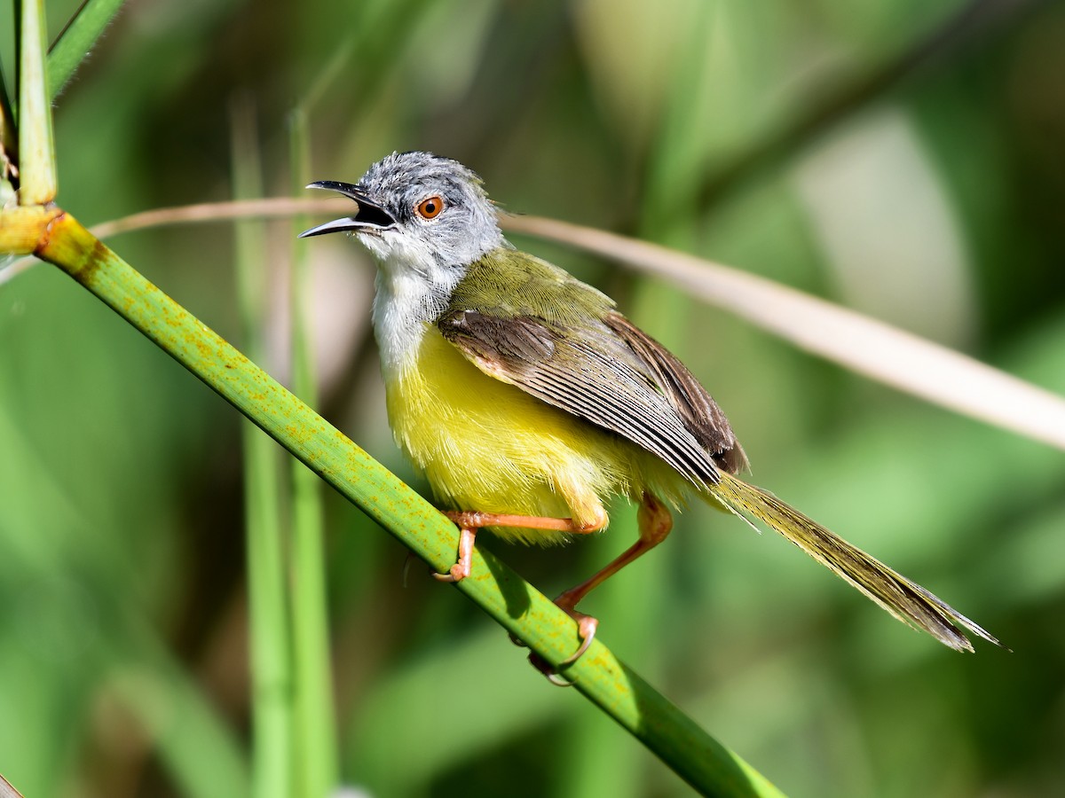 Yellow-bellied Prinia - ML641165712