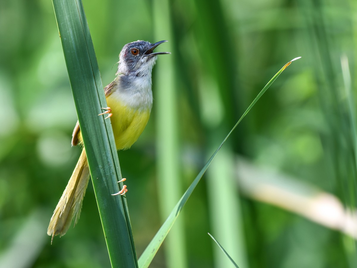 Yellow-bellied Prinia - ML641165713