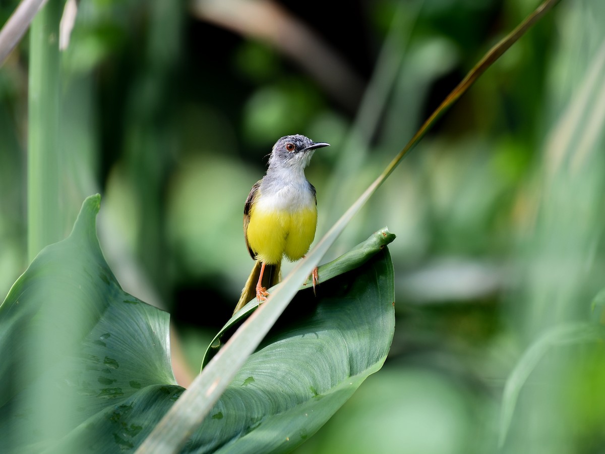 Yellow-bellied Prinia - ML641165714