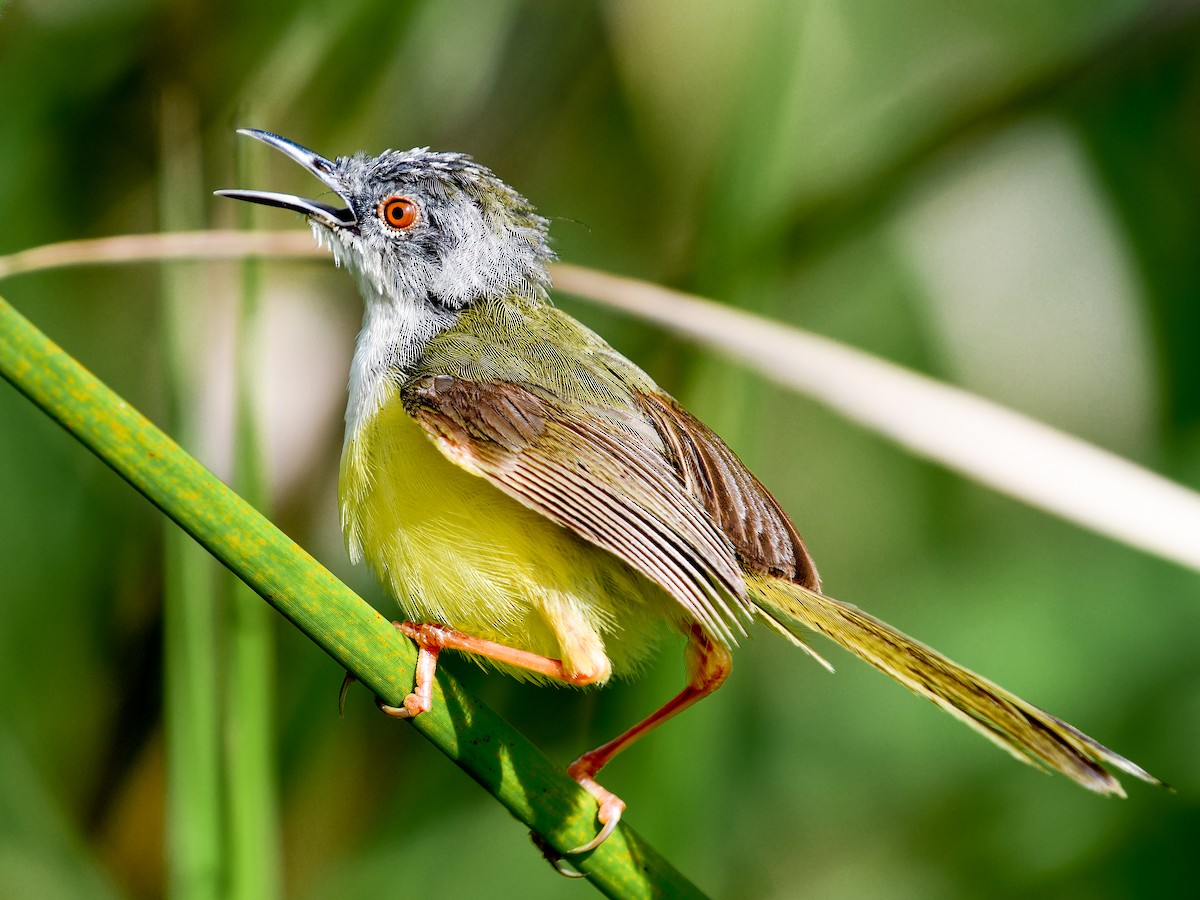 Yellow-bellied Prinia - ML641165715