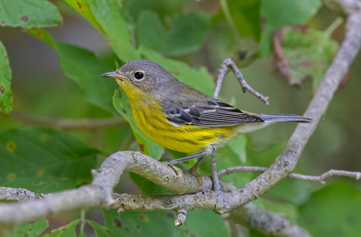 Magnolia Warbler - ML641165716