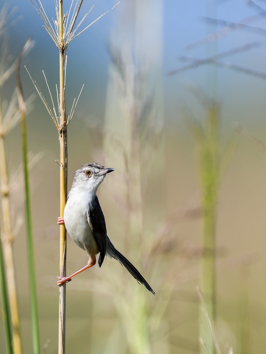 Plain Prinia - ML641165717