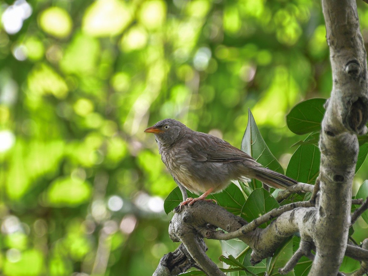 Jungle Babbler - ML641165721