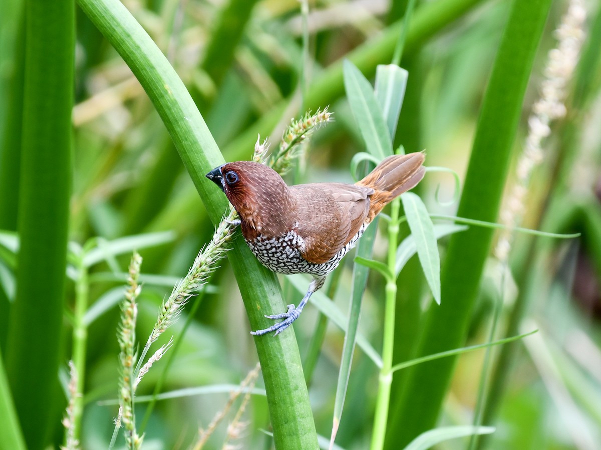 Scaly-breasted Munia - ML641165723