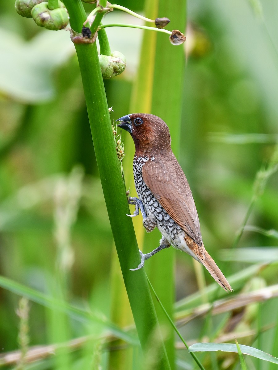 Scaly-breasted Munia - ML641165724