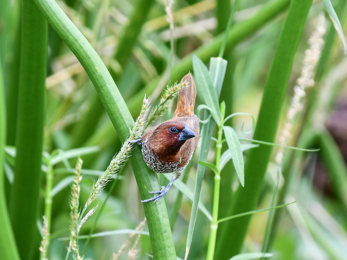 Scaly-breasted Munia - ML641165725
