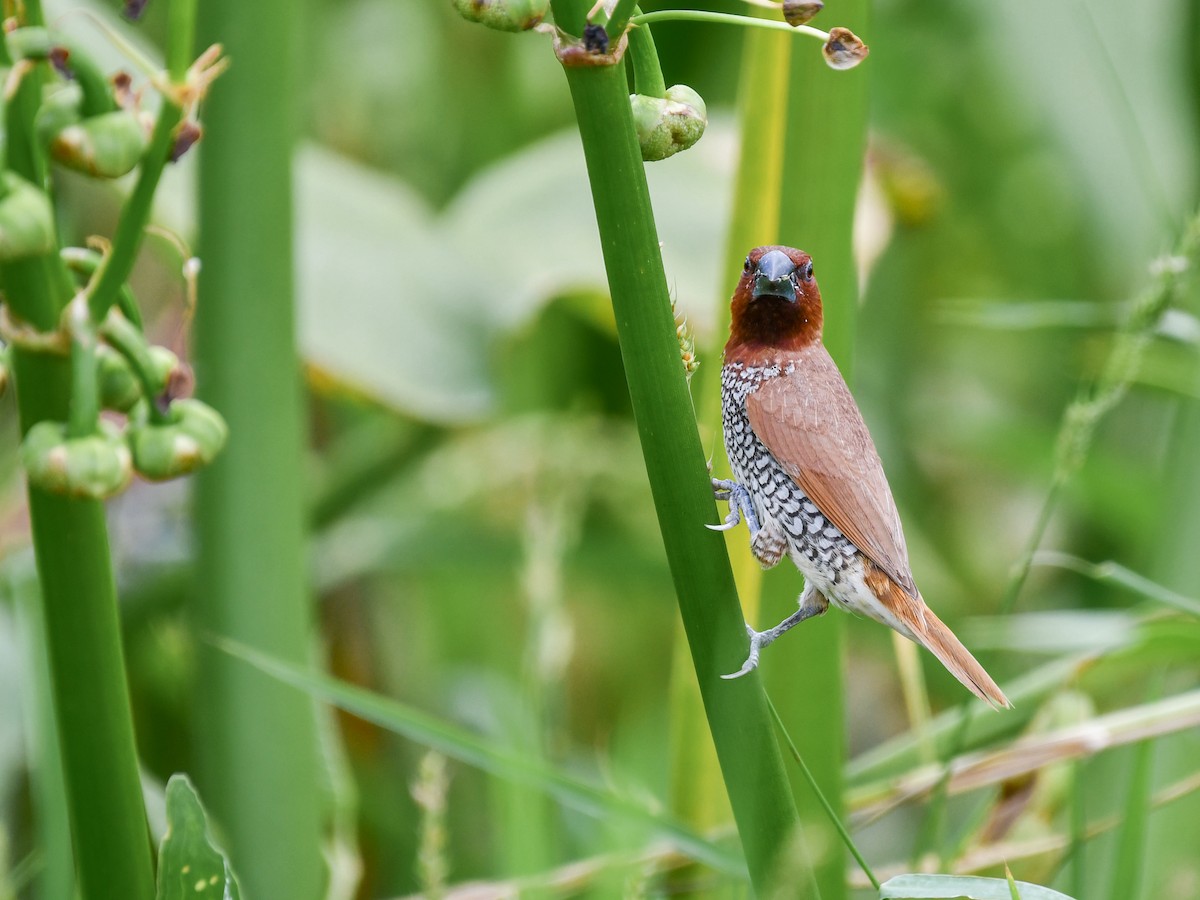 Scaly-breasted Munia - ML641165726