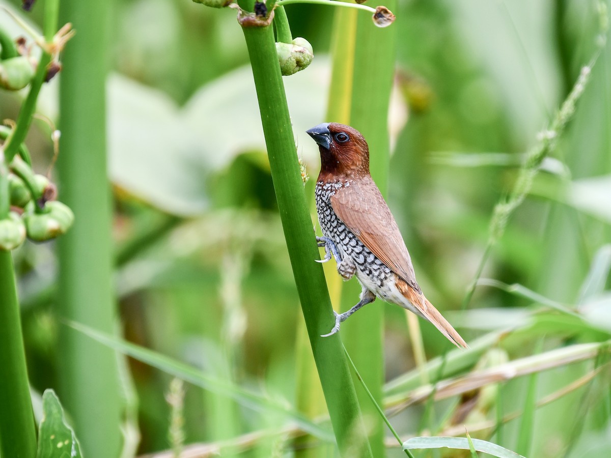 Scaly-breasted Munia - ML641165727