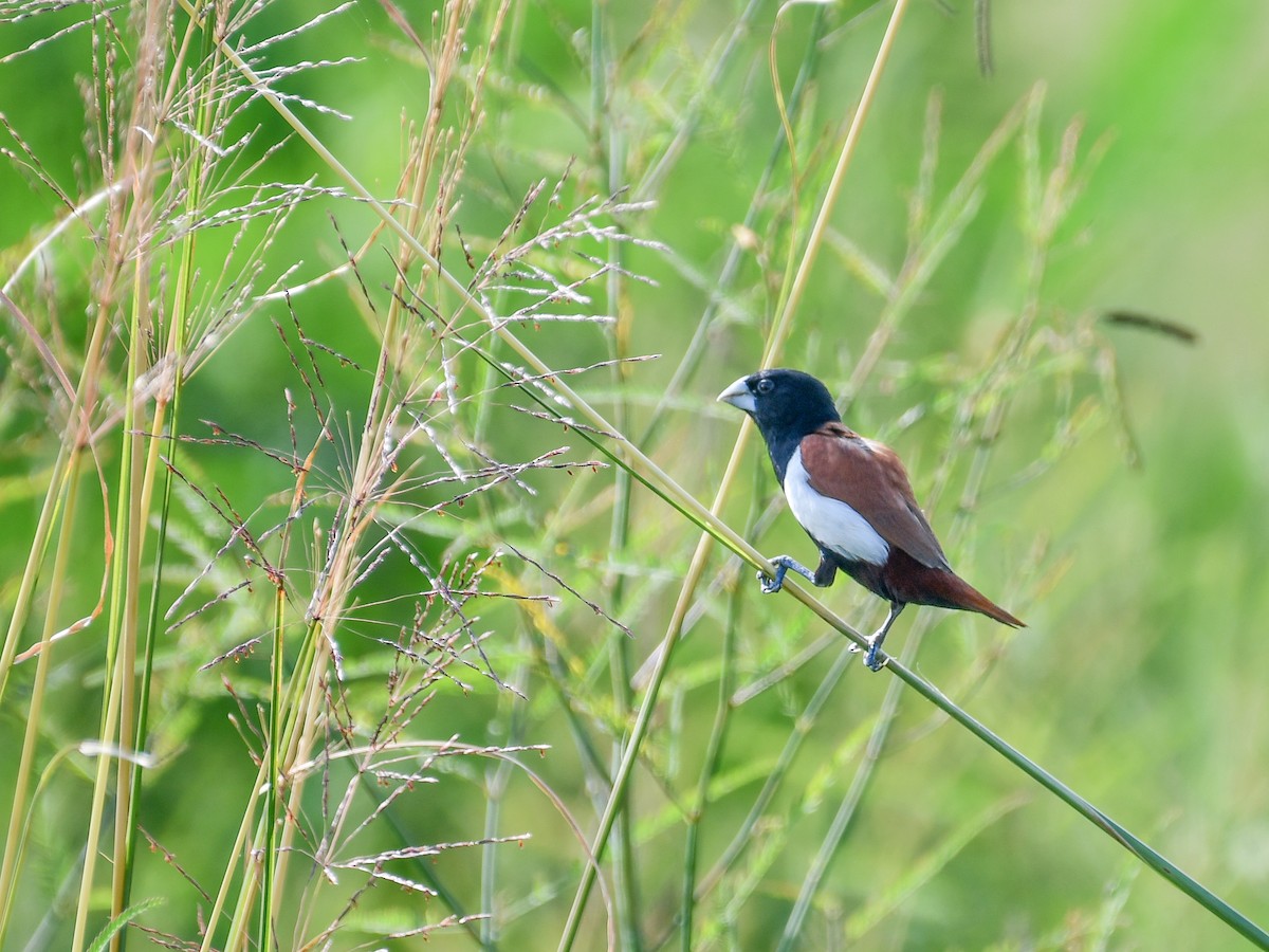 Tricolored Munia - ML641165743