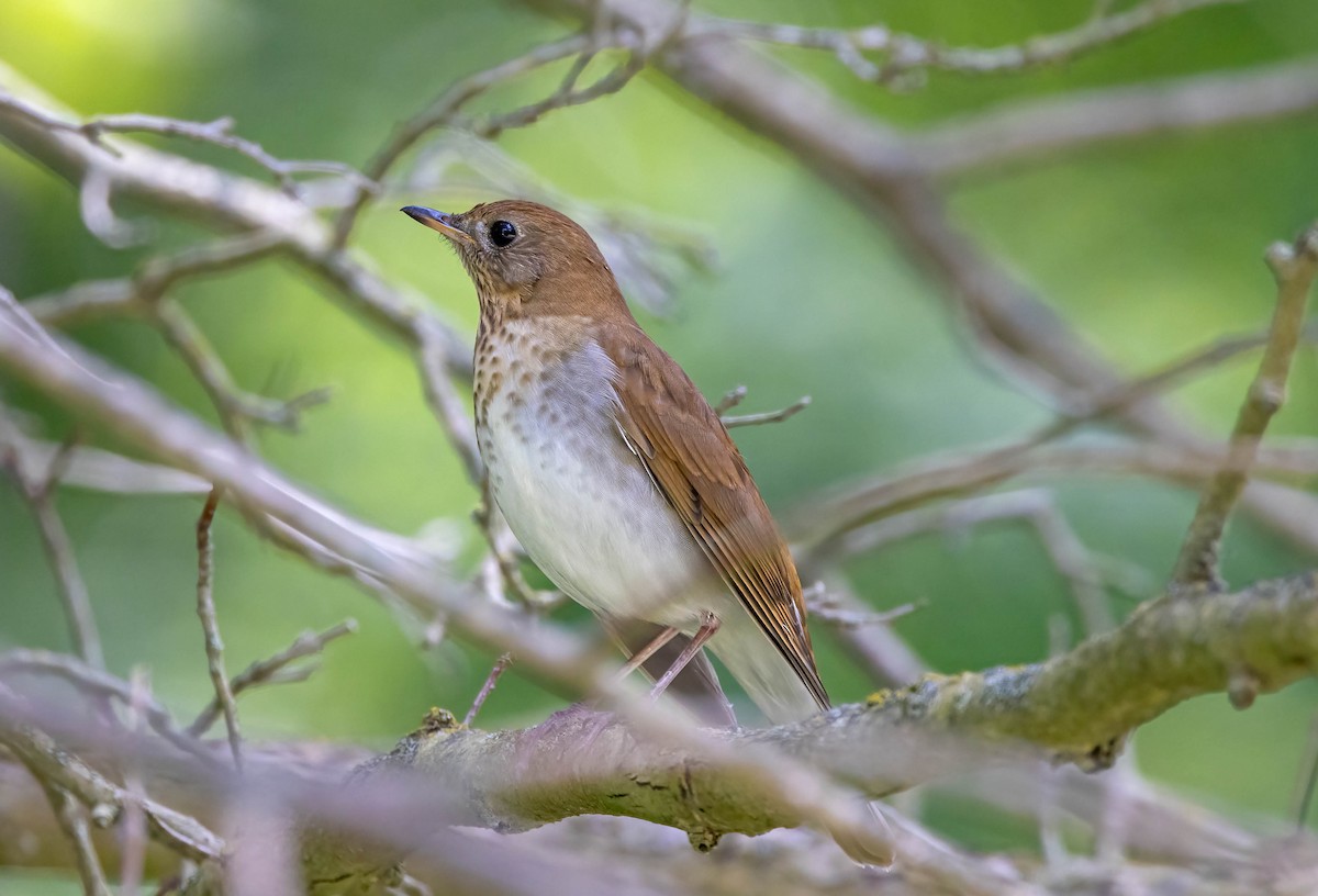 Veery - ML641165745