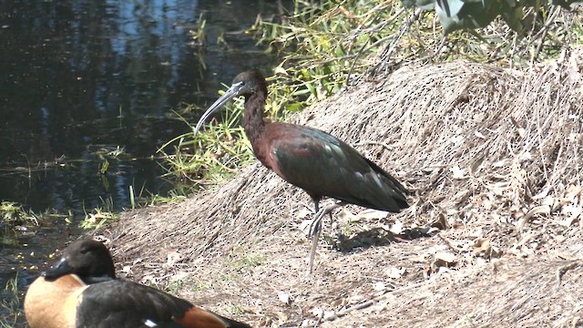 Glossy Ibis - ML641165756