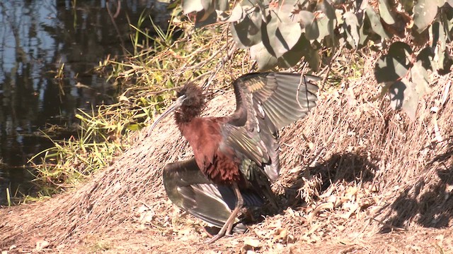 Glossy Ibis - ML641165779