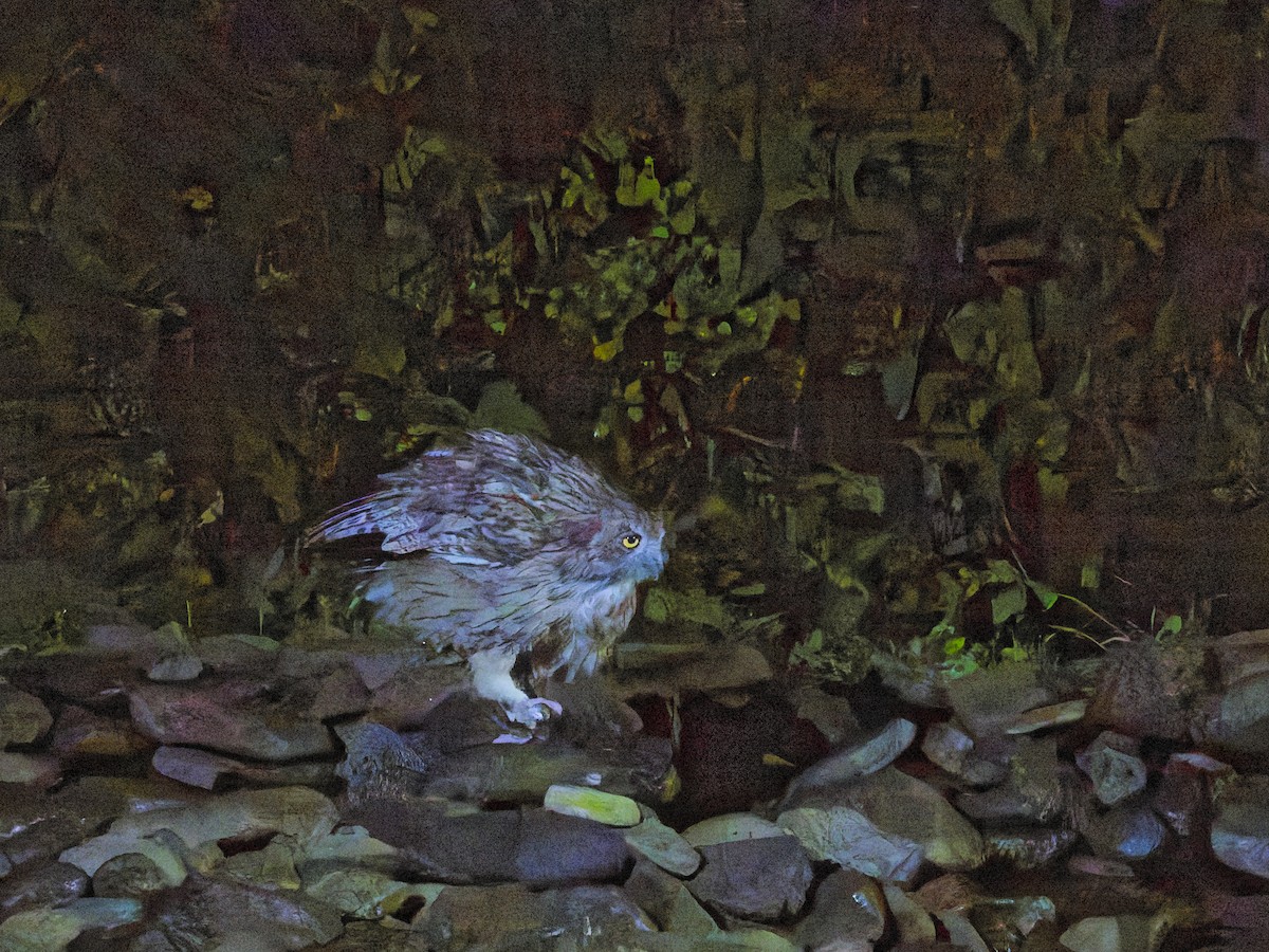 Blakiston's Fish-Owl - ML641165809