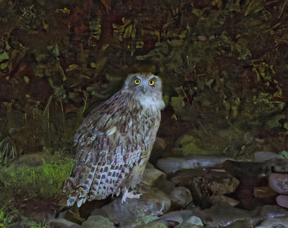 Blakiston's Fish-Owl - ML641165815
