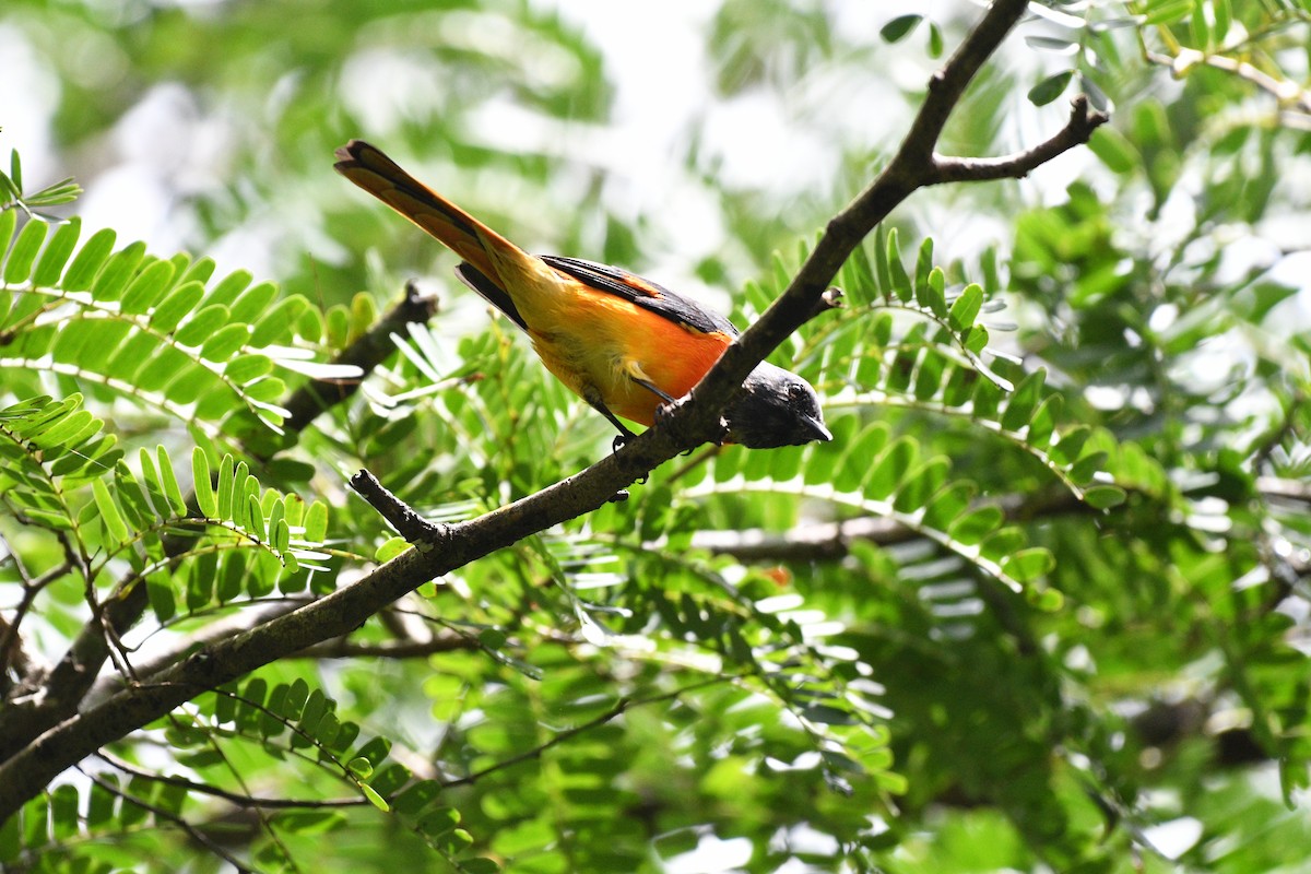 Orange Minivet - ML641165820