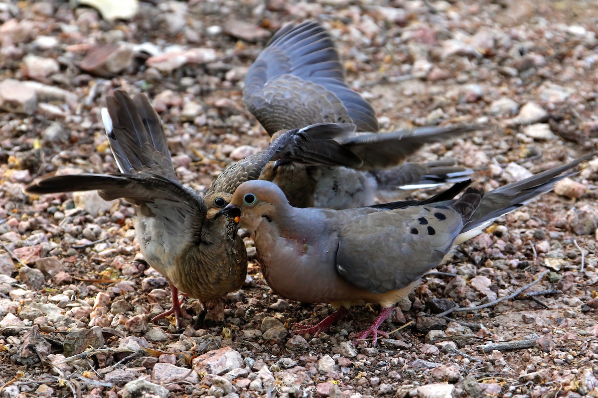 Mourning Dove - ML641165824