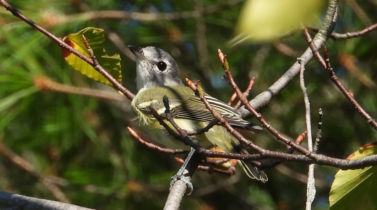 Blue-headed Vireo - ML641165826