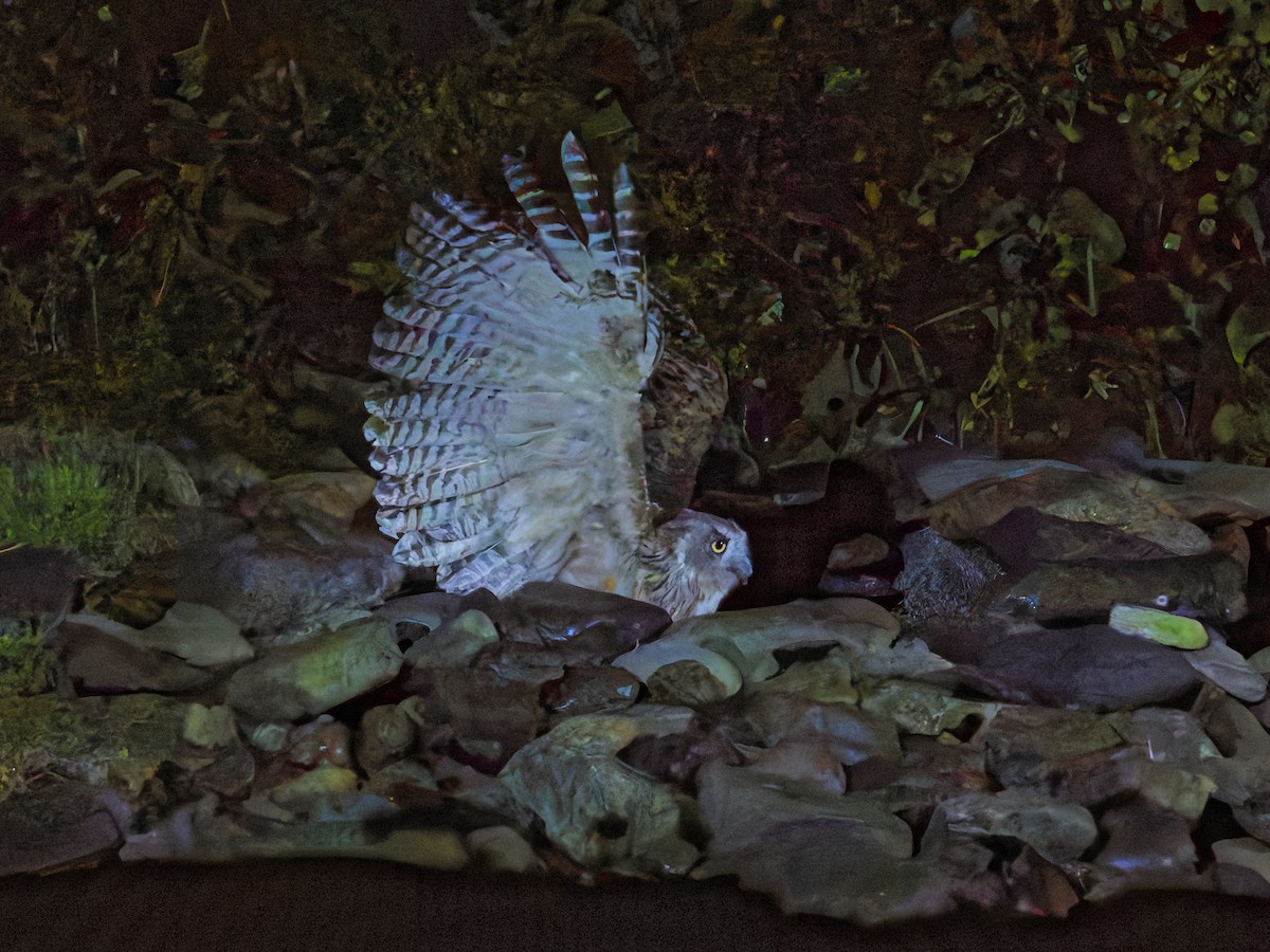 Blakiston's Fish-Owl - ML641165827