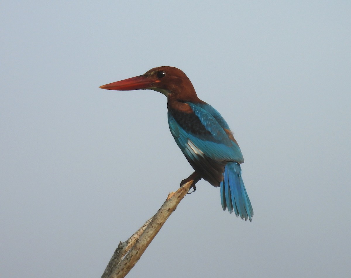 White-throated Kingfisher - ML641165828