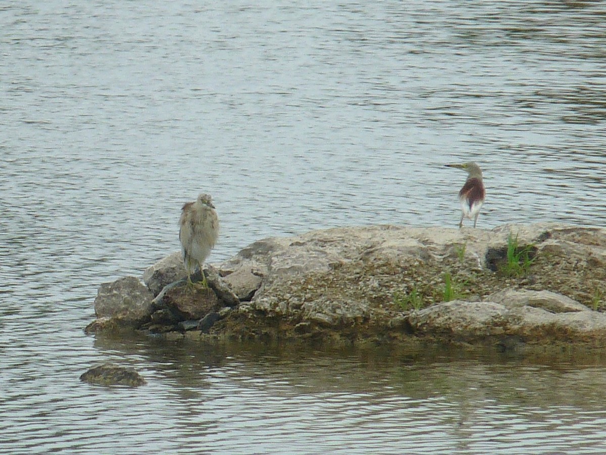 Indian Pond-Heron - ML641165829