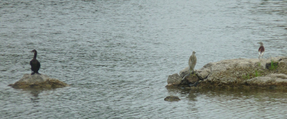 Indian Pond-Heron - ML641165830