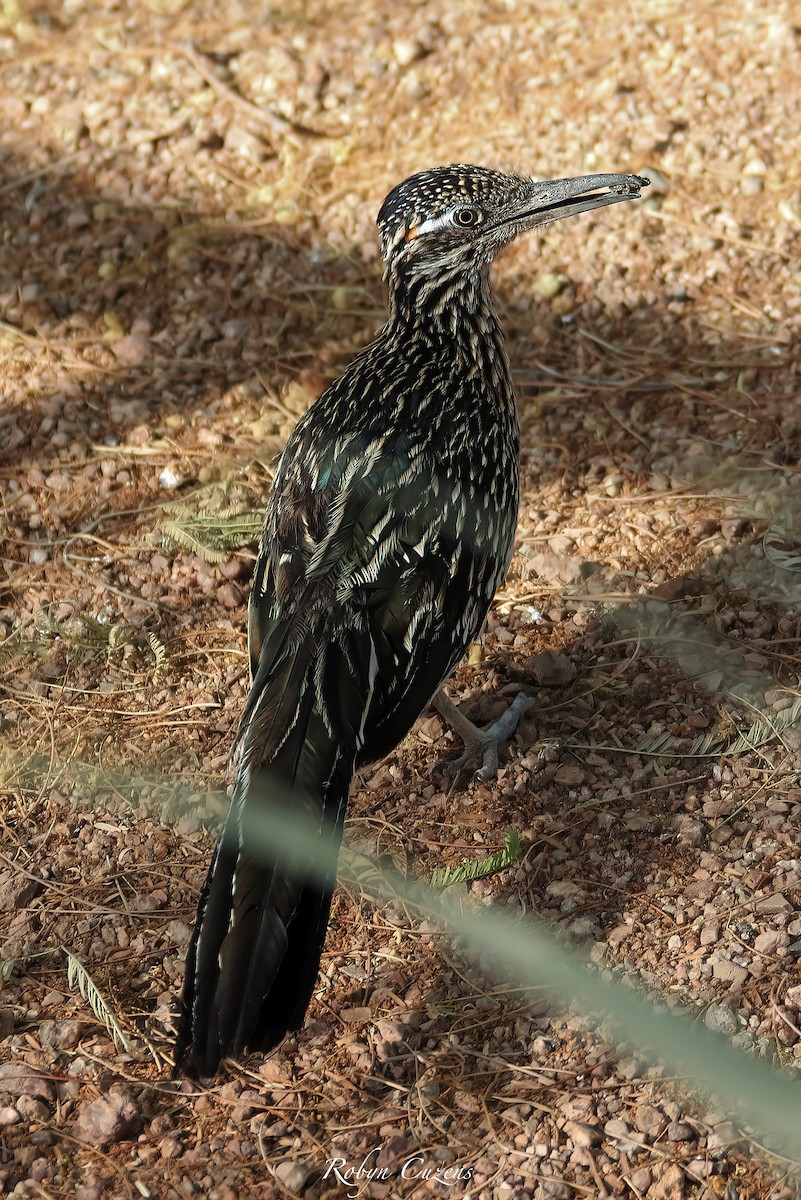 Greater Roadrunner - ML641165831