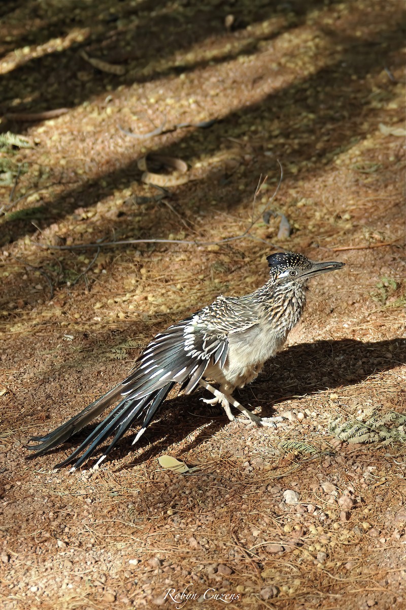 Greater Roadrunner - ML641165832
