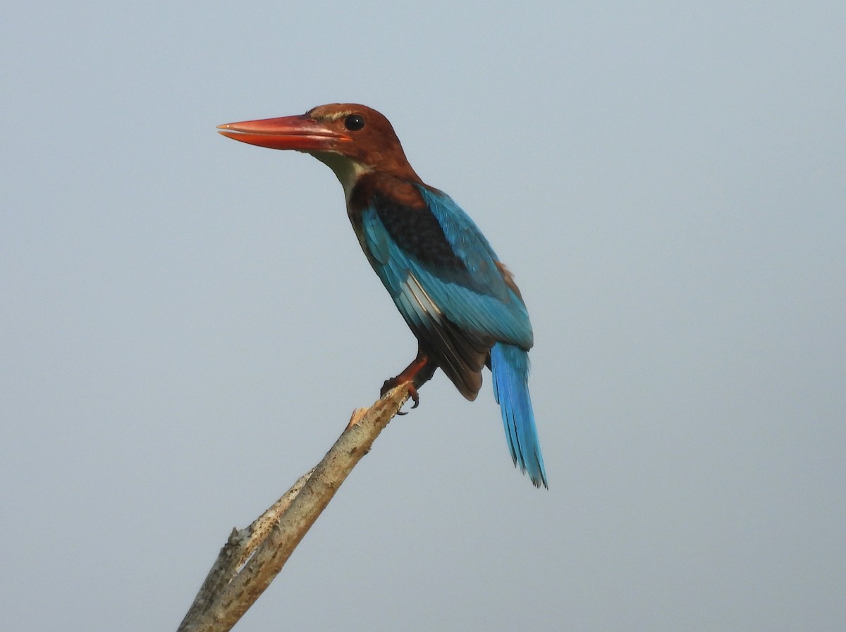 White-throated Kingfisher - ML641165833