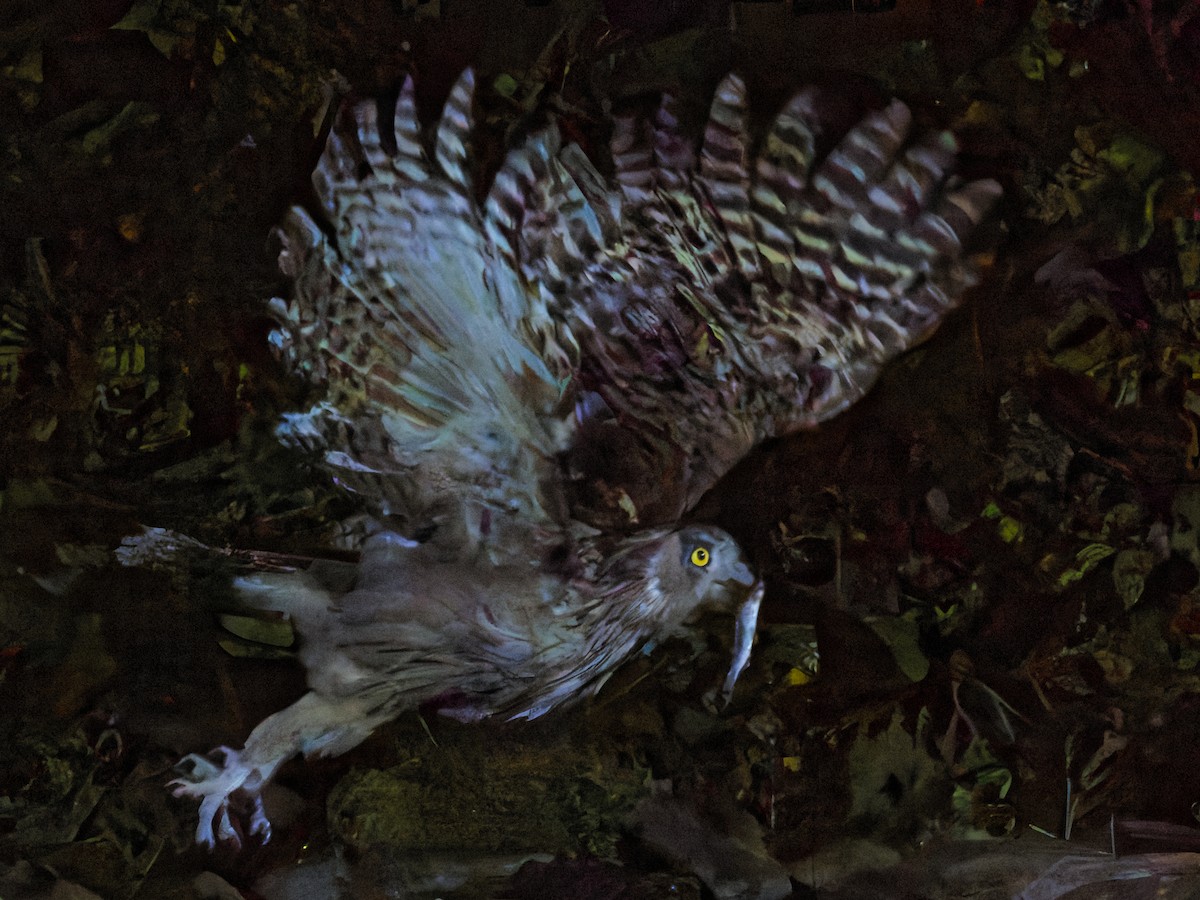 Blakiston's Fish-Owl - ML641165834