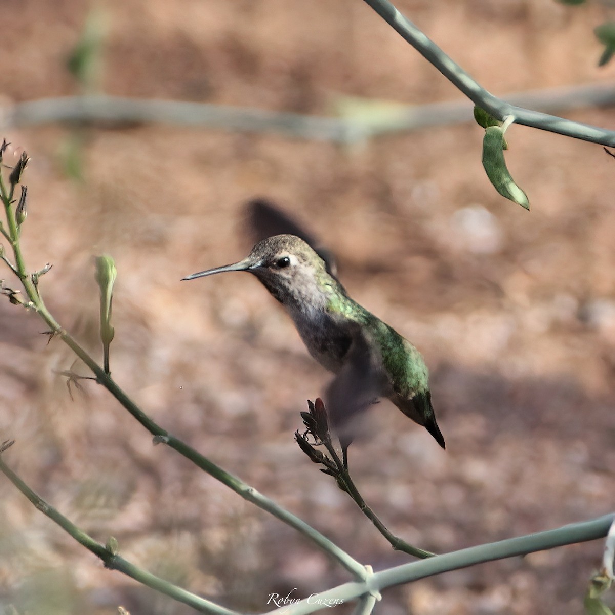 Anna's Hummingbird - ML641165835