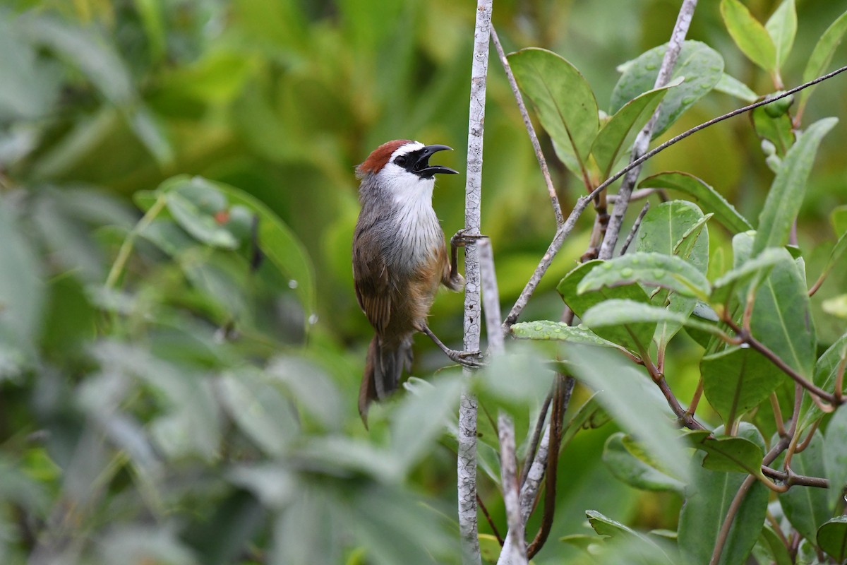 Chestnut-capped Babbler - ML641165836