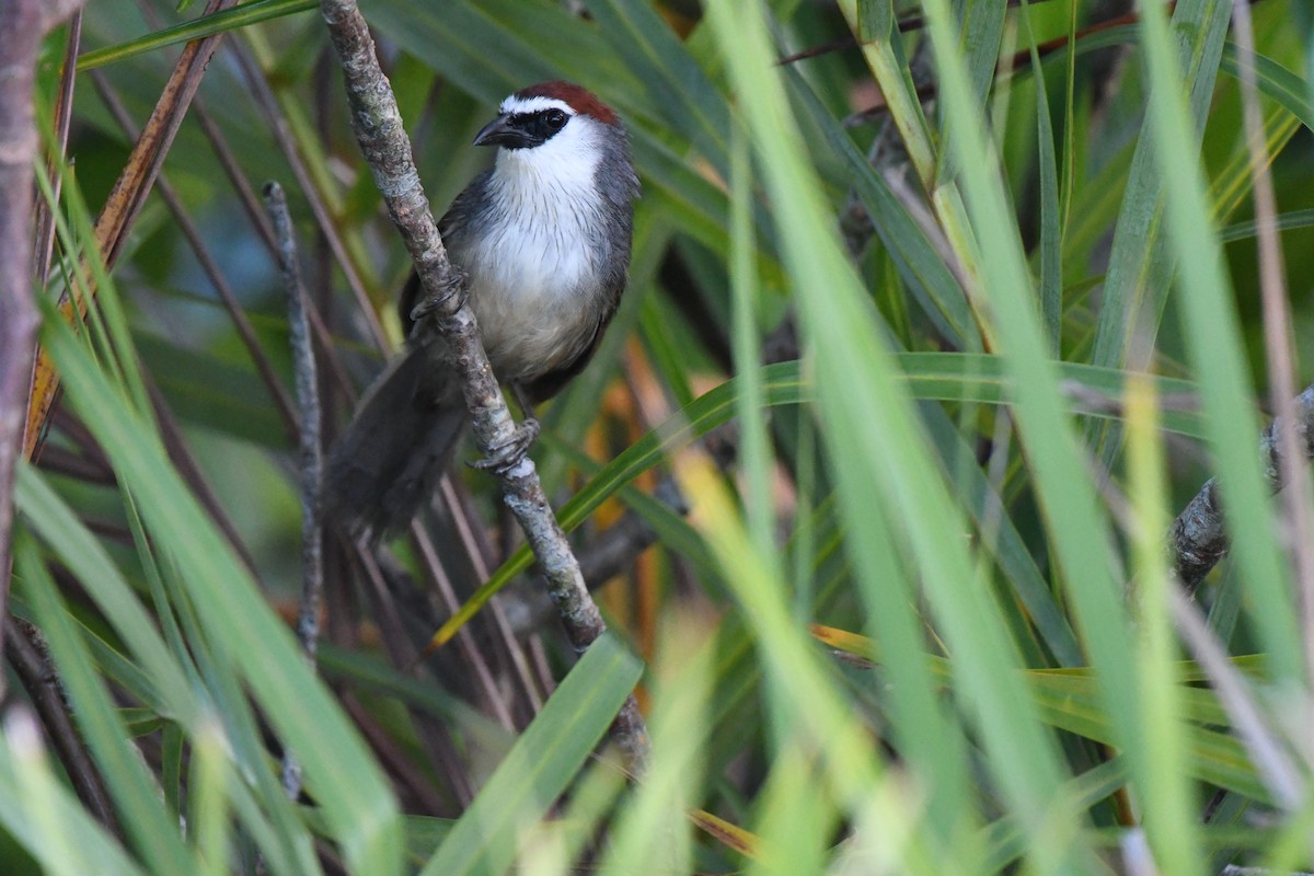 Chestnut-capped Babbler - ML641165837