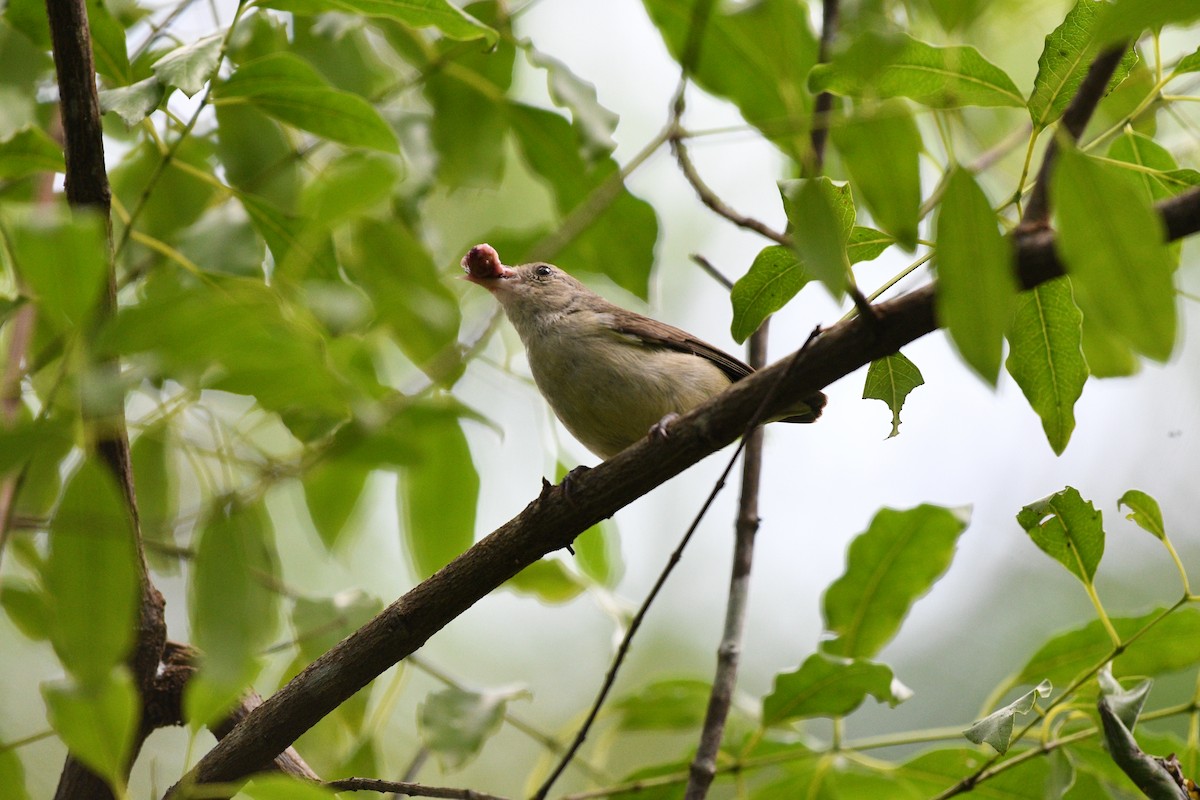 Pale-billed Flowerpecker - ML641165839