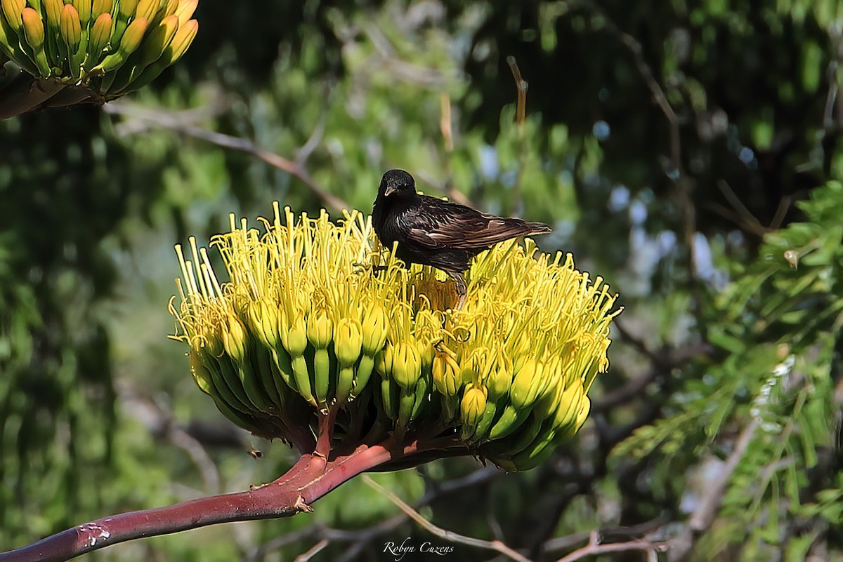 European Starling - ML641165840