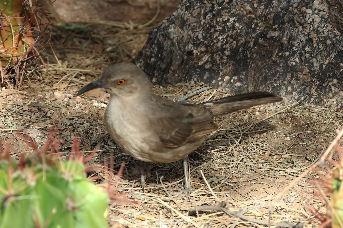 Curve-billed Thrasher - ML641165841
