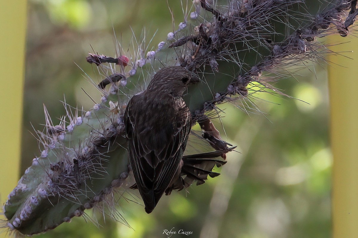 House Finch - ML641165842