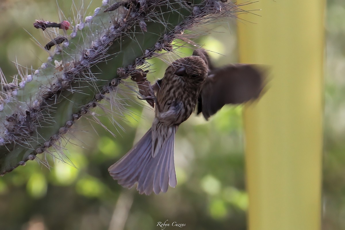 House Finch - ML641165843