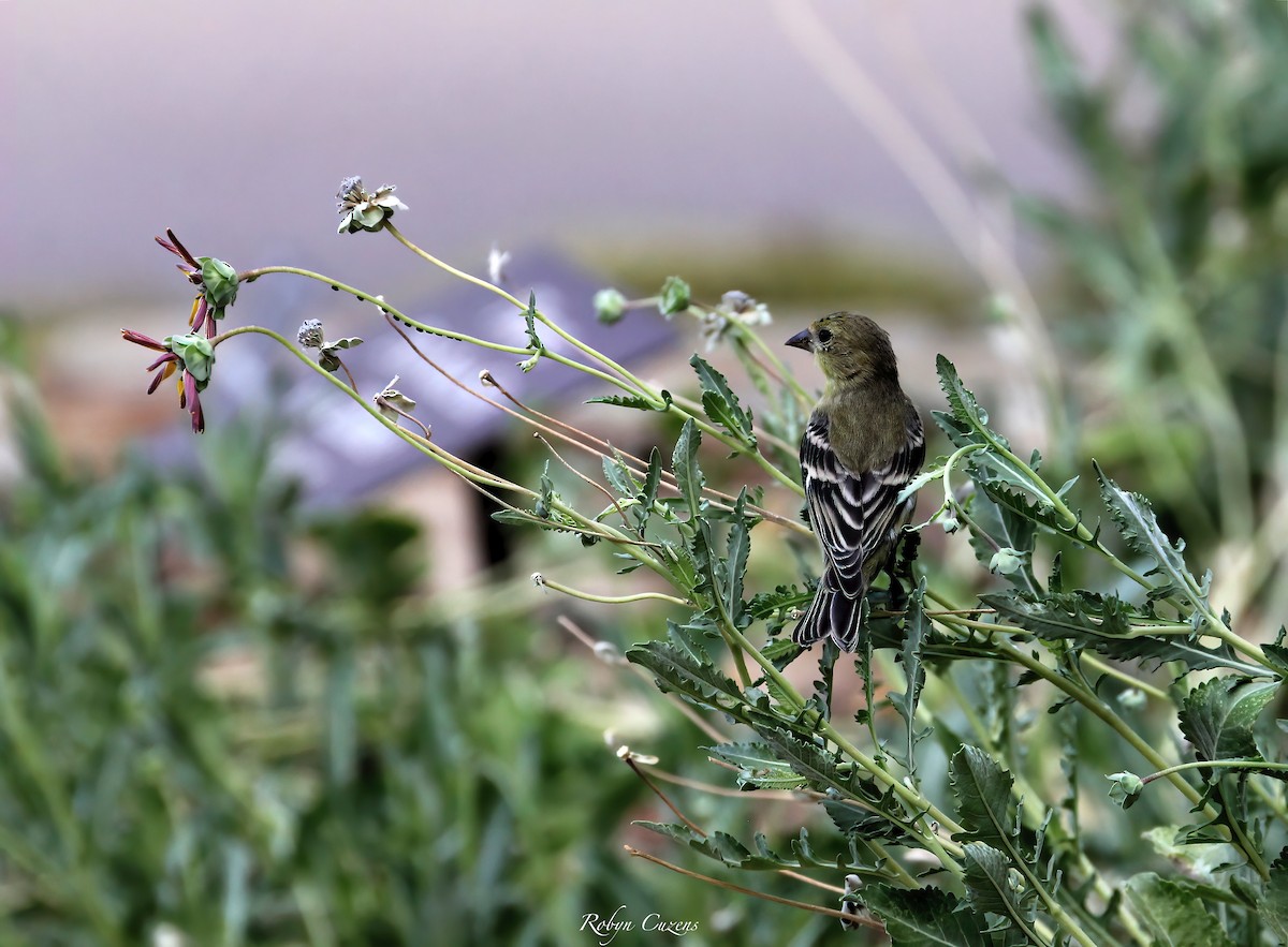 Lesser Goldfinch - ML641165846