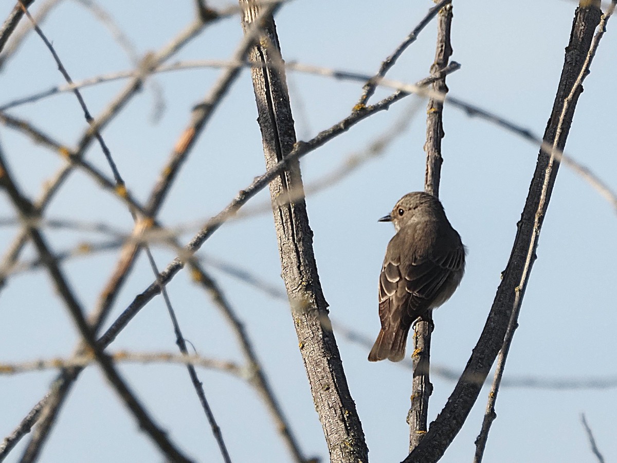 Spotted Flycatcher - ML641165847