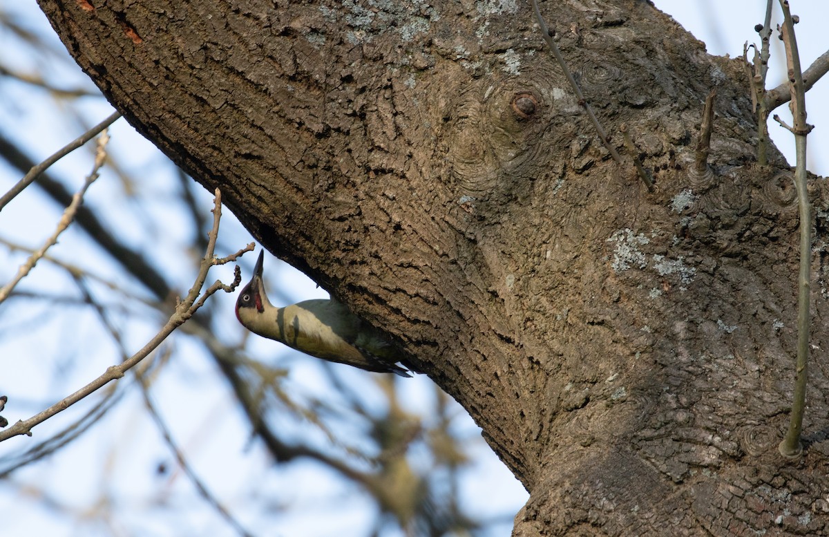 Eurasian Green Woodpecker - ML641165848