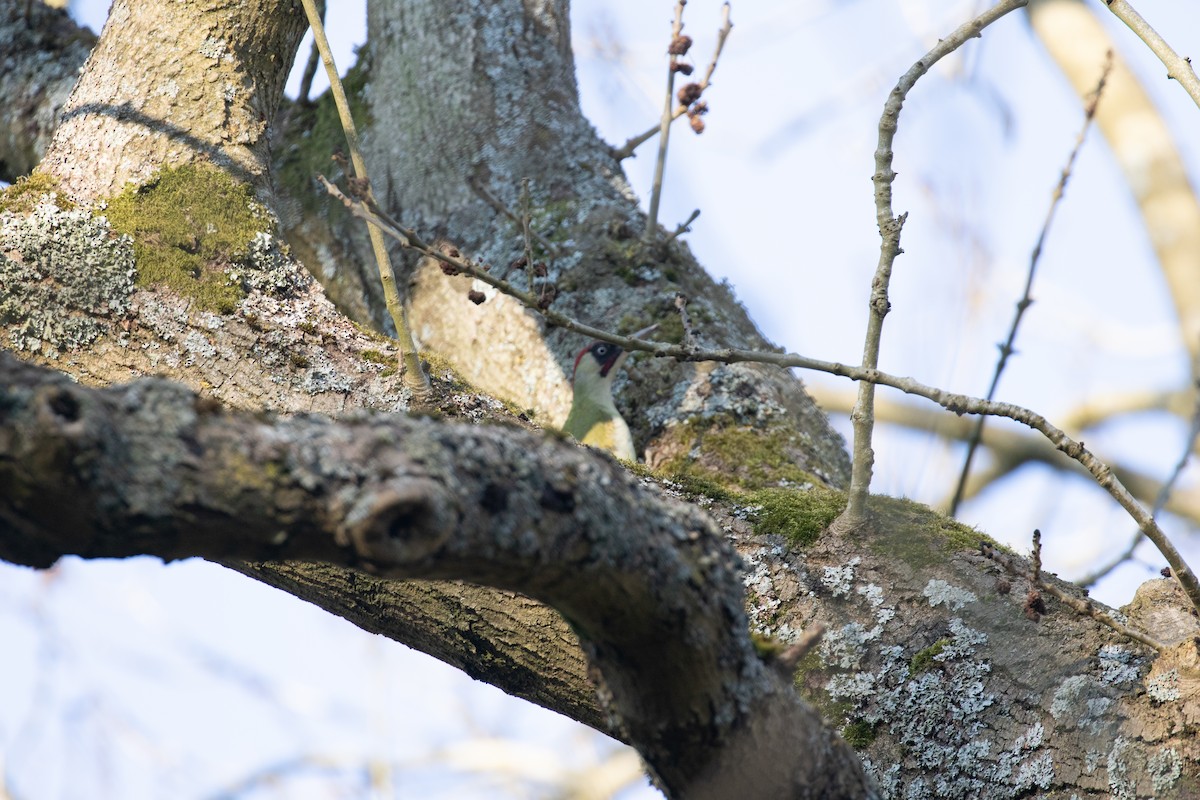 Eurasian Green Woodpecker - ML641165849