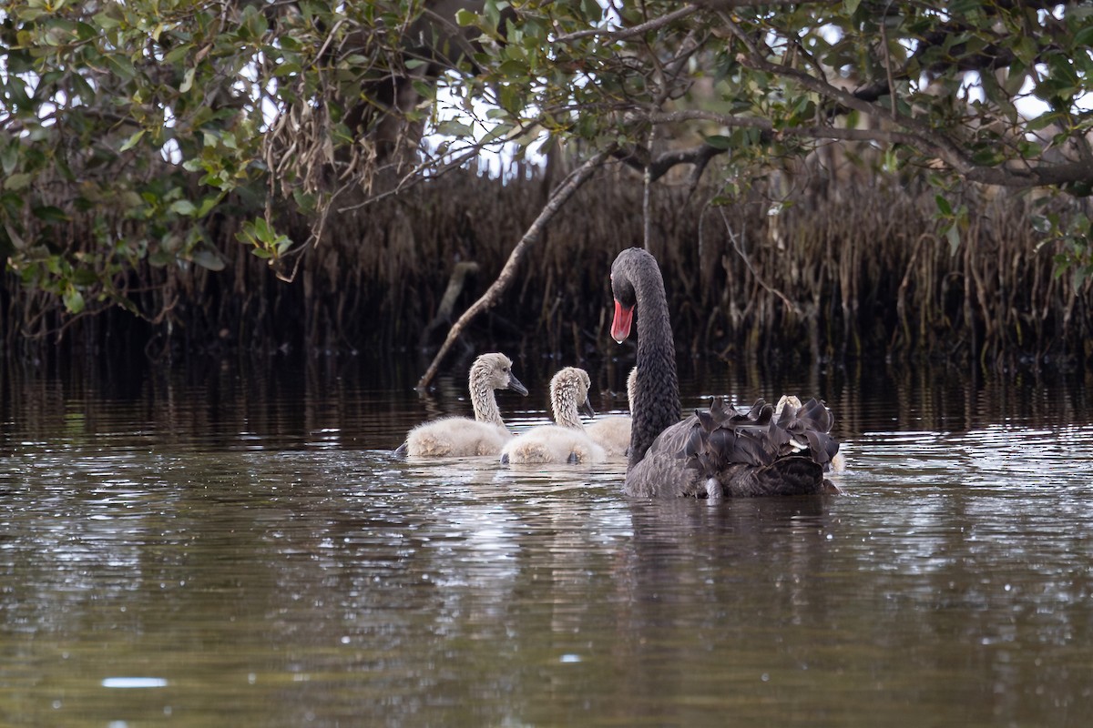 Black Swan - ML641165852