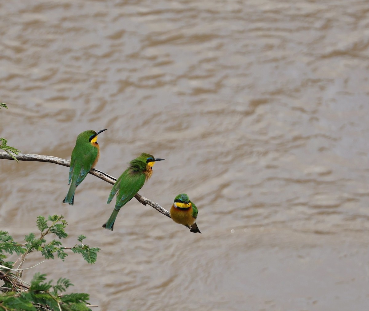 Little Bee-eater - ML641165854