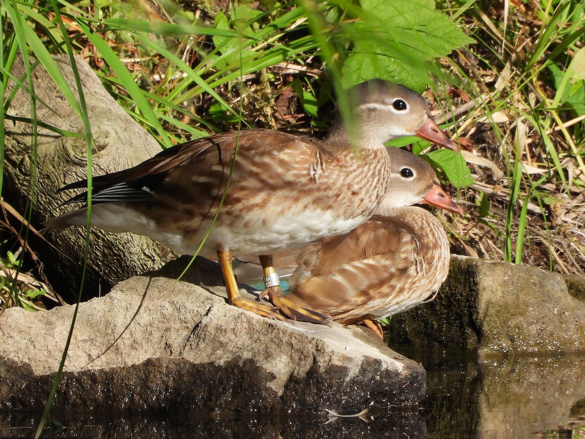 Mandarin Duck - ML641165857