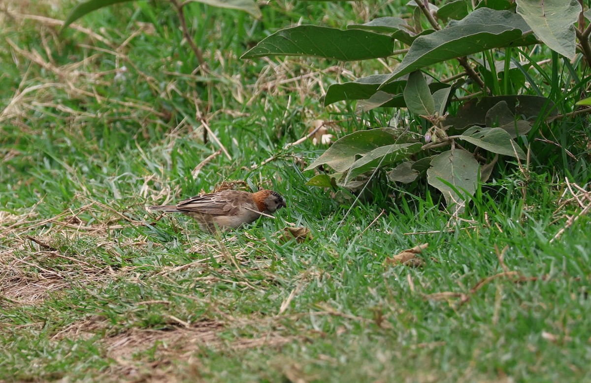 Speckle-fronted Weaver - ML641165858